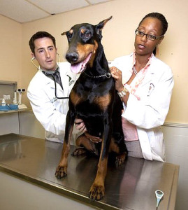 Medical Problems That Can Cause Your Dog to Pee or Poop Indoors