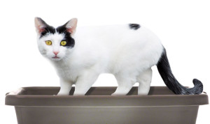 Why cats pee outside the litter box?