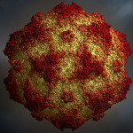 Parvovirus virology.wisc.edu