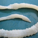 Tapeworm dogbreedinfo.com