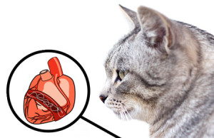 heartworms in cats