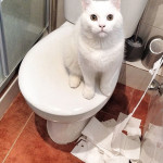 cat using toilet