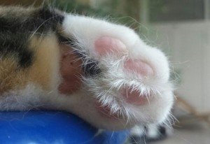 cat paw shedding