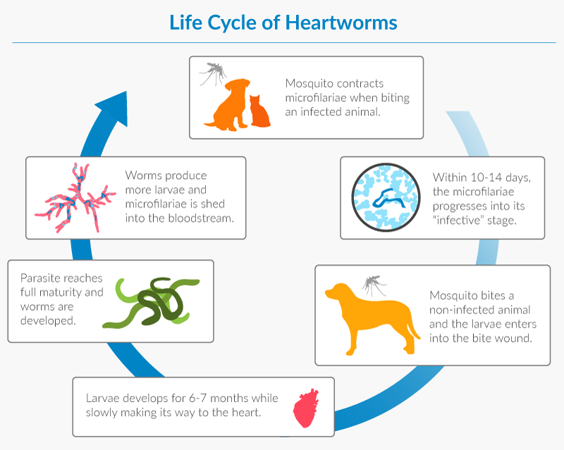 life cycle of heartworms