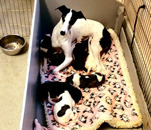 mother dog with litter of puppies