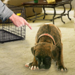 Don't punish your dog using the crate