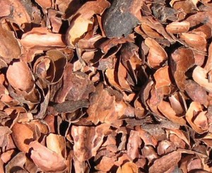 Cocoa mulch