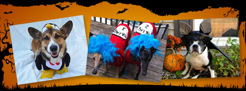Doggone Scary Pet Costume Contest