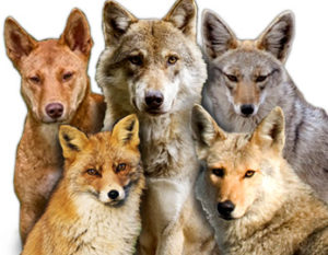 Caninae: Dingo, Wolf, Jackal, Fox, Coyote