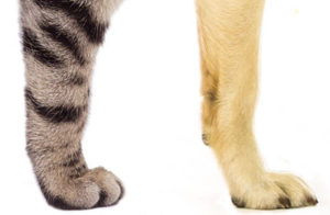 Cat & Dog Paw