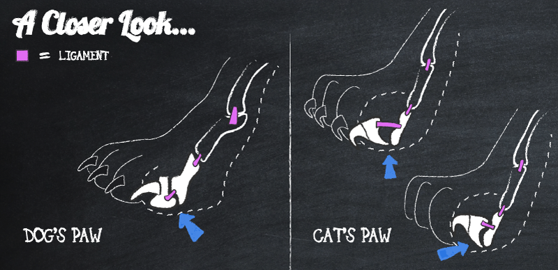 Dog vs Cat Toe