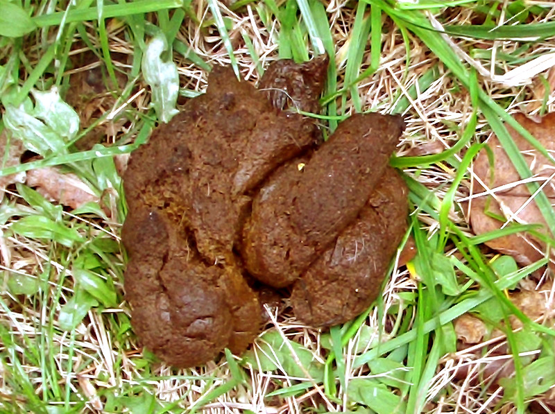 can you see round worms in dogs poop